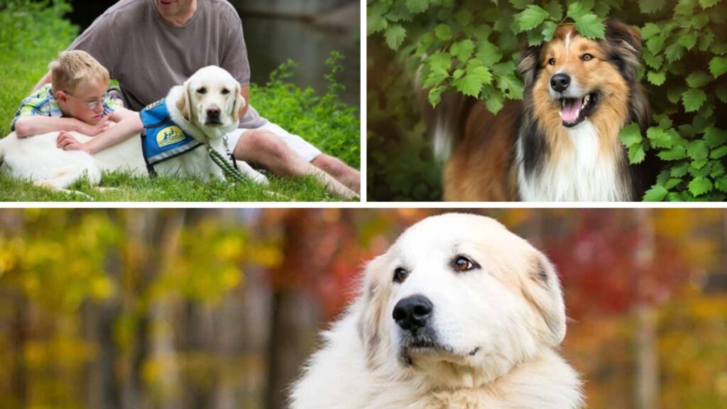 dogs for autistic children