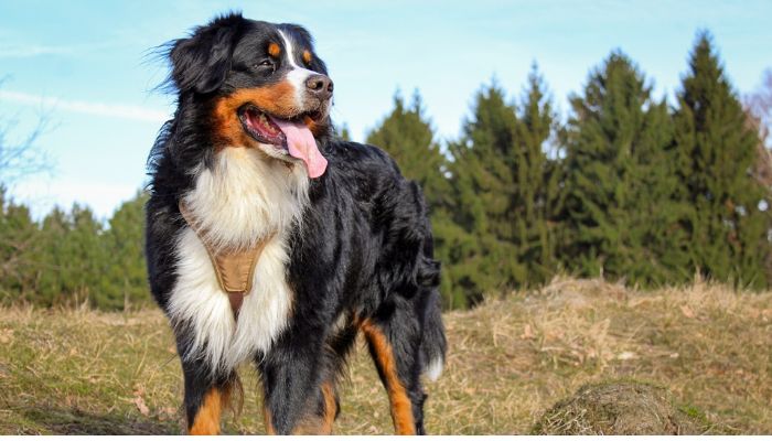 Bernese Mountain Dog outdoors