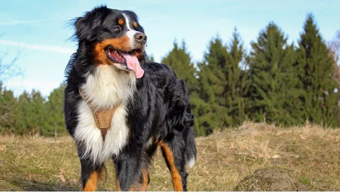 Bernese Mountain Dog outdoors