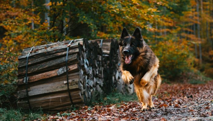 German Shepherd running outdoors