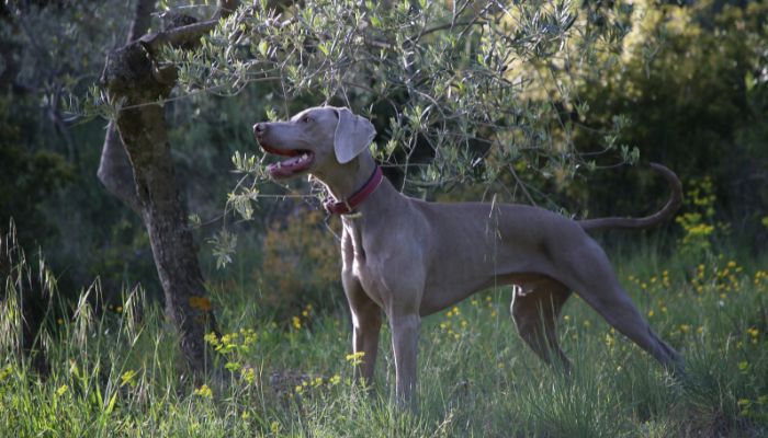Great Dane resting in the shade