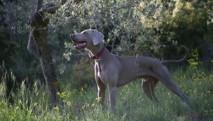 Great Dane resting in the shade