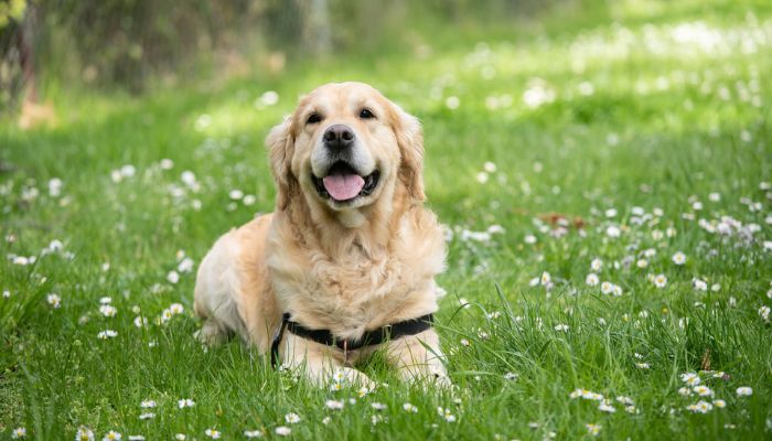 smiling labrador retriever