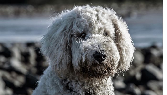 Poodle posing for photo