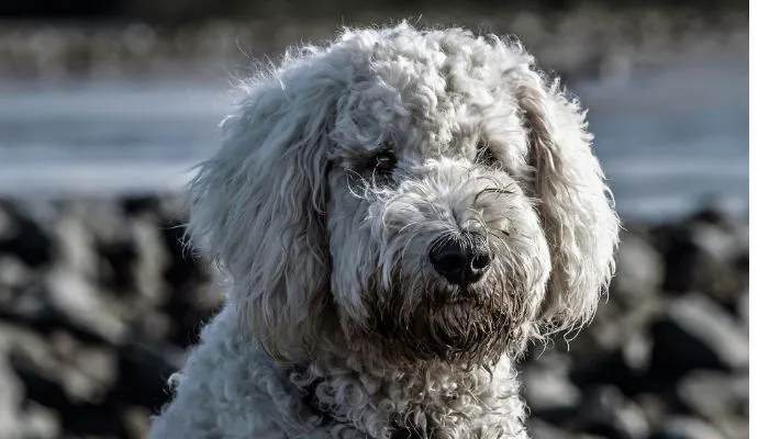 Poodle posing for photo