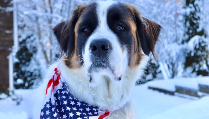 Adult Saint Bernard dog outdoors