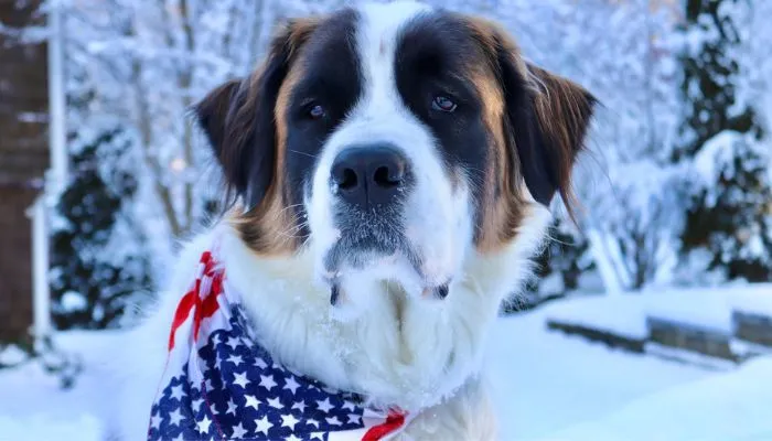 Adult Saint Bernard dog outdoors