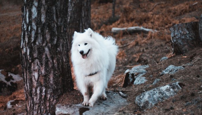 Samoyed dog standing outside